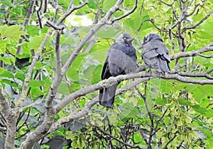 Británico un par en un árbol mascotas mascota los animales animales y plantas rama 