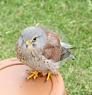 British kestrel bird of prey