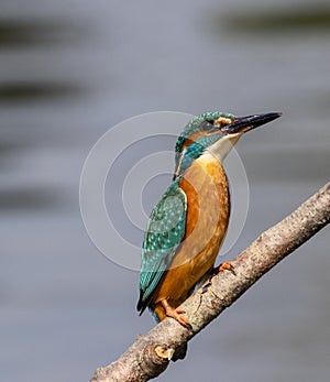 British Kingfisher