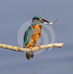 British Kingfisher