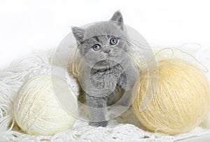 British kitten with balls of wool.