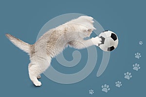 British kitten on a blue background plays with a soccer ball