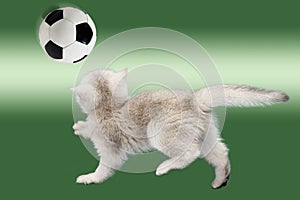 British kitten on a  green background plays with a soccer ball