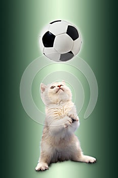 British kitten on green background plays with a soccer ball