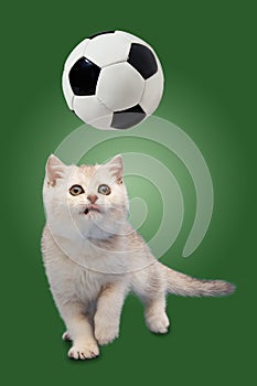 British kitten on a green background plays with a soccer ball