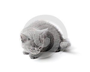British kitten isolated on white