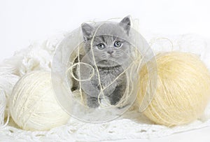 British kitten with knitting.