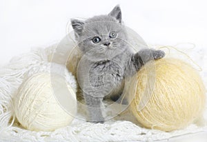 British kitten with knitting.