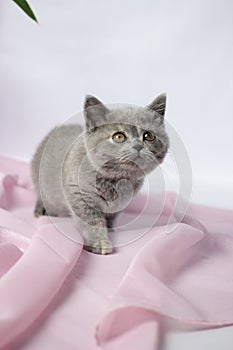 British kitten on light background