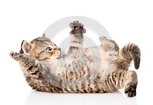 Britský mačiatko ležiace na. izolované na bielom pozadí 