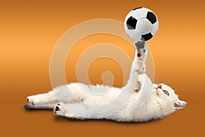 British kitten on orange background plays with a soccer ball