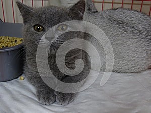 British kitten in a pet shop