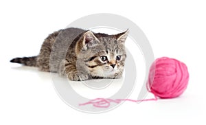 British kitten playing red clew or ball