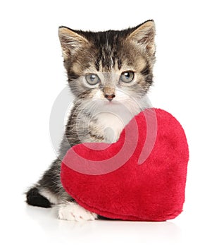 British kitten with a red heart-shaped pillow