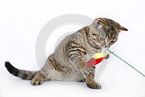 British kitten with a red toy