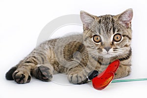 British kitten with a red toy