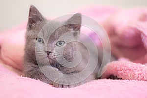 A British kitten sleeps on a pink blanket. Cute kitten. Magazine cover. Pet. Grey kitten. Rest