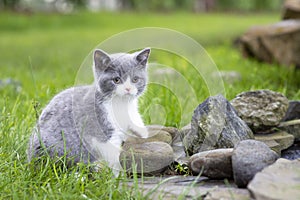 British kitten on a walk in the garden on the rocks. Color blue bicolor
