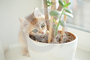 British kitten wants to eat a plant