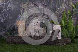 British kittens playing in the grass