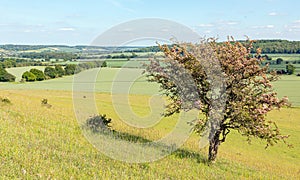 British landscape with small tree in the foreground