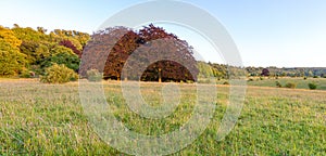 British landscape with trees and meadows.