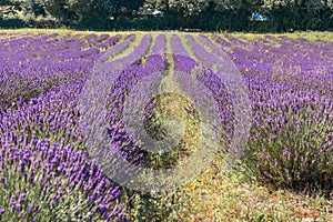 British Lavender Field