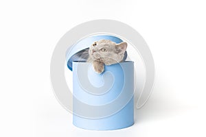 british lilac cunning kitten peeks out of a gift blue box standing on a white background with copy space. the cat is