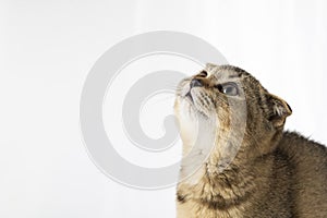 British little kitten with fold ears on a white background with place for text