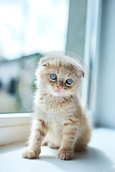 British little playful kitten at home near the window