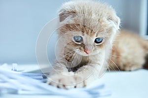 British little playful kitten at home near the window