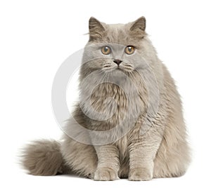 British longhair cat, 8 months old, sitting photo