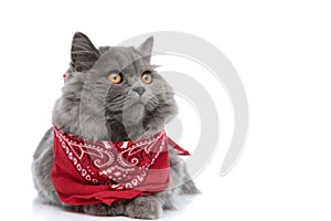 British longhair cat with bandana lying down and looking away