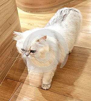 British Longhair Cat Breed Baby UK Domestic Cats Green Eyes Beauty Kitty Kitties Kitten Meow Pet House Pets Tiger Grooming Show