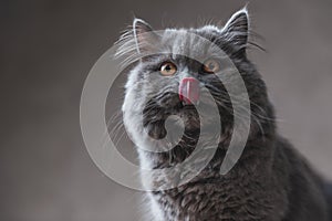 British Longhair cat with gray fur licking his nose
