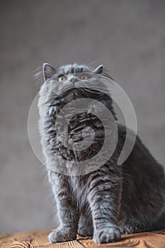 British Longhair cat with gray fur looking up fascinated