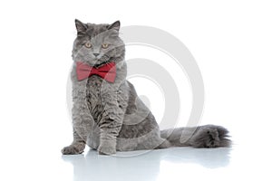 British longhair cat looking down with ruthless eyes