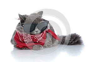 British longhair cat lying down and hiding eyes under sunglasses