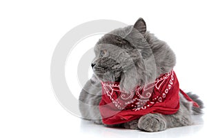 British longhair cat lying down and looking aside