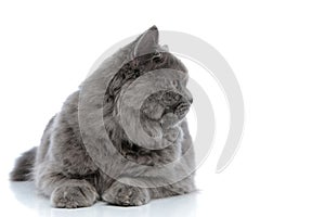 British longhair cat lying down and looking aside curious