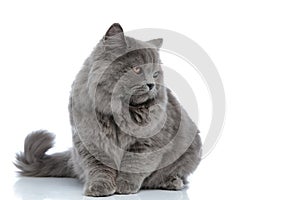 British longhair cat lying down and looking aside sad