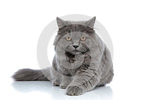 British longhair cat lying down with one paw forward