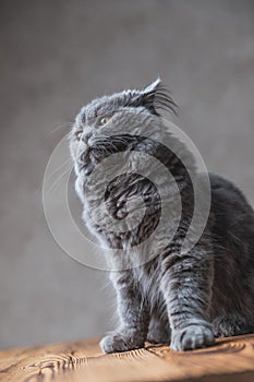 British Longhair cat with pricked ears looking away