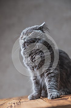 British Longhair cat with pricked ears looking away photo