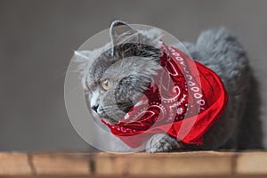 British Longhair cat red bandana looking sideways pensively