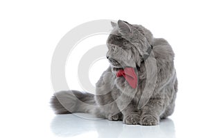 British longhair cat with red bowtie lying down looking aside