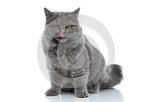 British longhair cat sitting and licking nose hungry