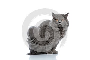 British longhair cat sitting and staring at camera muffled