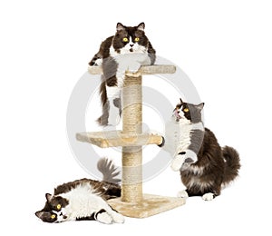 British longhair cats on a cat tree