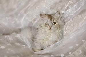 British Longhair kitten posing on a white blanket